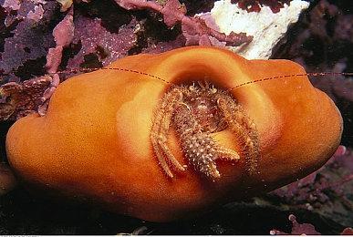 传闻：开发商FromSoftware新作开发代号为CL